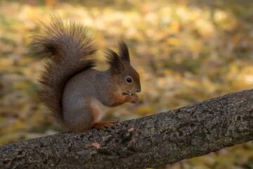 squirrel eats a nut in autumn closeup
