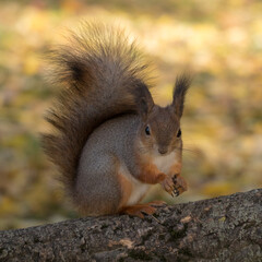 squirrel on tree trunk in autumn