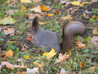 squirrel with a nut on the grass