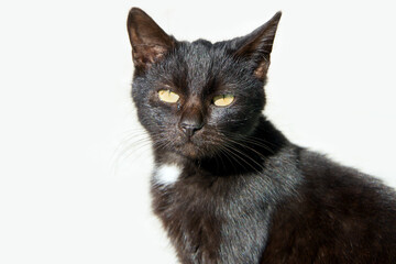 Portrait of an adult black cat on a gray background. Cat looking at the camera. Close-up of the head of a black cat.