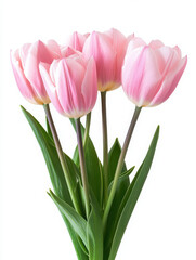 Fototapeta premium A bouquet of pink tulips with green leaves, symbolizing beauty and elegance.