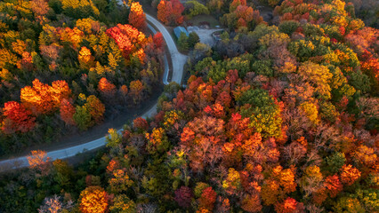Aerial view of canopy of trees in autumn time, Maybury state park, Michigan.