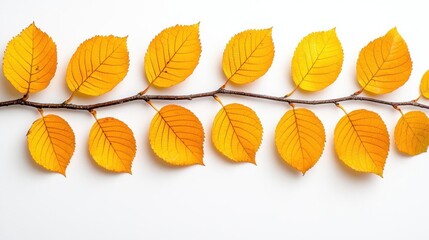 Obraz premium A photostock of autumn leaves in mid-fall on a white background, vibrant and seasonal.
