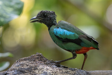 Nature Wildlife image of Borneo Hooded Pitta (Pitta sordida mulleri) on Rainforest jungle