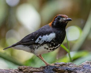 Wildlifd bird of Chestnut-capped Thrush perched in a tree with blur green background
