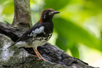 Wildlifd bird of Chestnut-capped Thrush perched in a tree with blur green background