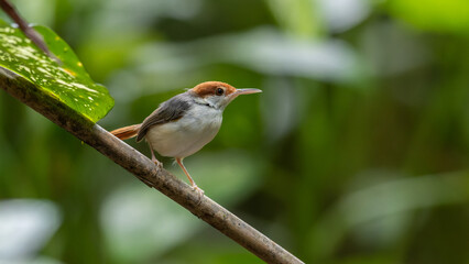 Fototapeta premium Nature wildlife image of The rufous-tailed tailorbird (Orthotomus sericeus)