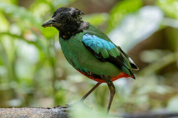 Nature Wildlife image of Borneo Hooded Pitta (Pitta sordida mulleri) on Rainforest jungle