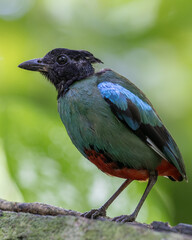 Nature Wildlife image of Borneo Hooded Pitta (Pitta sordida mulleri) on Rainforest jungle