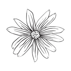 Hand drawn sketch of Jerusalem artichoke flower or Helianthus tuberosus plant isolated on white background.