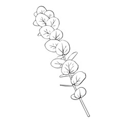 Hand drawn eucalyptus branch. Vector illustration of greenery