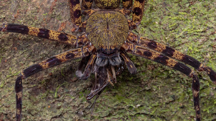 Nature view of Hunstman Spider with prey on rainforest jungle.