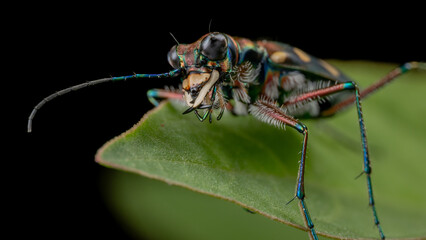 Macro image of beautiful Tiger Beetle insect