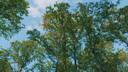 Beginning Of Autumn. Oak Tree Branch With Colorful Leaves Is Under Blue Sky In Autumn Season. Autumn Landscape.