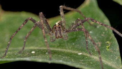 Nature view of Hunstman Spider on ground Sabah, Borneo