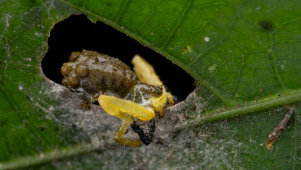 Amazing Beautiful Bird-dung Crab Spider Phrynarachne lancea on green leaf