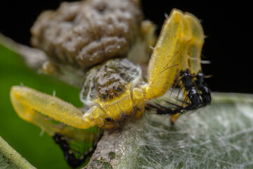 Amazing Beautiful Bird-dung Crab Spider Phrynarachne lancea on green leaf