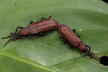 Amazing macro image of insect Hispine Beetle on green leaf