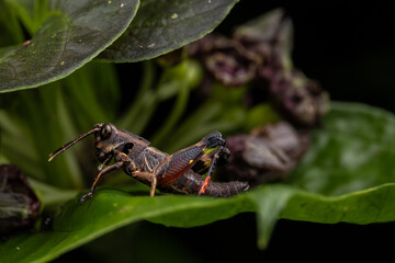Macro of Grasshopper on green leaves