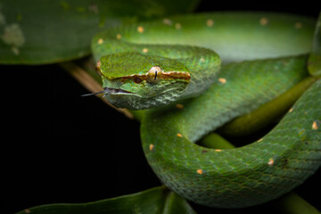 A very venomous and endemic snake Sabah Pit Viper Bornean Keeled Pit Vipe with nature green background