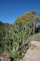 Cactus y pino en bosque mediterraneo