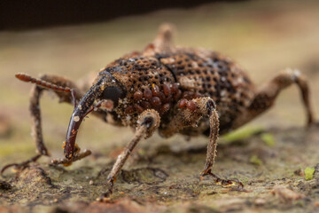 Fototapeta premium Nature wildlife macro detail image of insect weevil