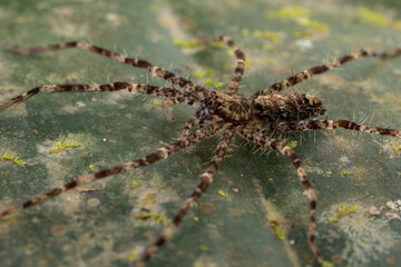 Nature wildlife image of Hunstman Spider on ground Sabah, Borneo