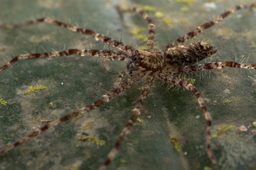 Nature wildlife image of Hunstman Spider on ground Sabah, Borneo