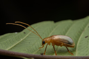 Macro image of beautiful leaf beetle of Sabah, Borneo