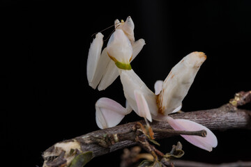 Beautiful Pink Orchid mantis on flower with isolated background