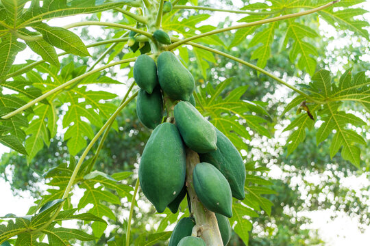 Papaya fruit on papaya tree in farm. Green papaya on tree.