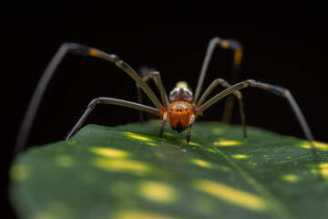 Nature wildlife image of golden orb-web spider on rainforest jungle