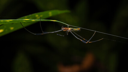 Nature wildlife image of golden orb-web spider on rainforest jungle