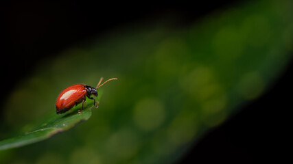 Beautiful red beetle on green leave isolated on black.