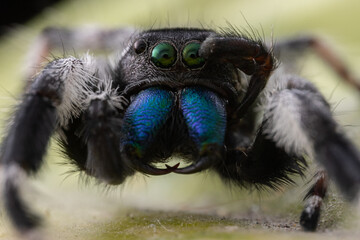 Macro image of Phidippus regius jumping spider action on green leaf. Shows eye details.