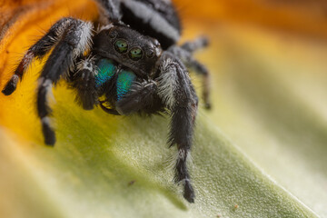 Macro image of Phidippus regius jumping spider action on green leaf. Shows eye details.
