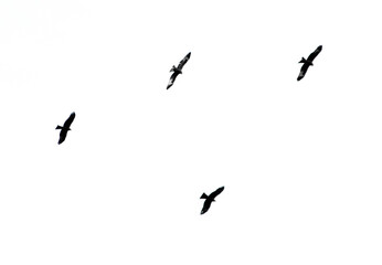 A flock of birds in flight isolated on a white background