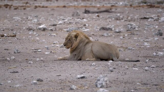Male lion laying in the Etosha National Park in Namibia in Africa.