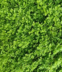 green grass background, green leaves background, green fresh bush