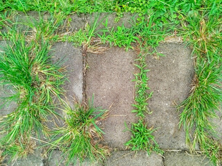grass and stone in the garden