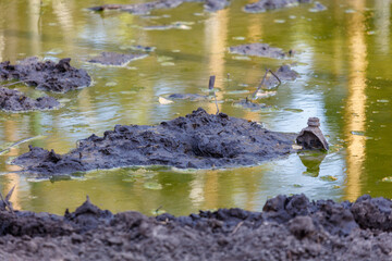 A muddy pond with a lot of debris floating on the surface