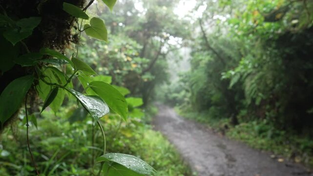 Hojas mojadas bajo la lluvia con un camino fangoso en un bosque tropical h&uacute;medo, en un encuadre atmosf&eacute;rico