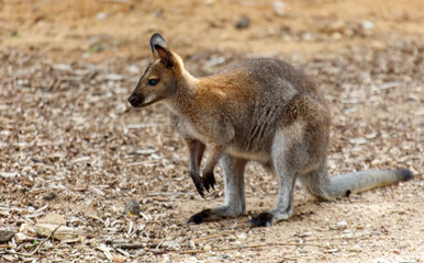 A kangaroo is walking on the ground