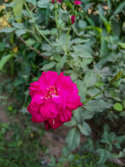 Red colour french rose, gallica rose flower plant in garden 