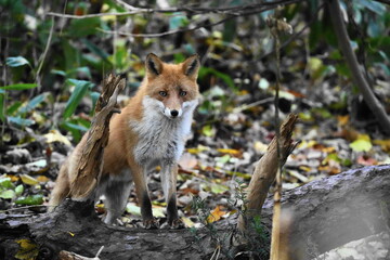 森で出会ったキタキツネ