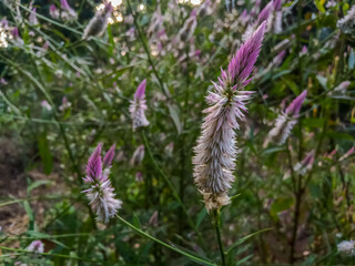 Celosia Argentea, Kardu, Amaranthaceae flower plant in garden 