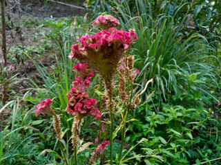 Celosia argentea is the crested (Crested Cock's-comb )form of the species