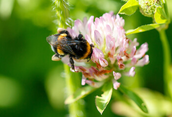 Bee on a pink clover flower. Macro