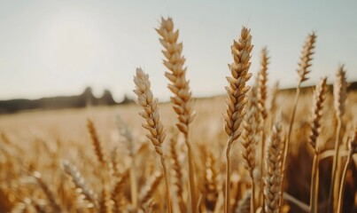 Fototapeta premium Close-up of golden wheat spikes in a field at sunset, showcasing agriculture and harvest season.