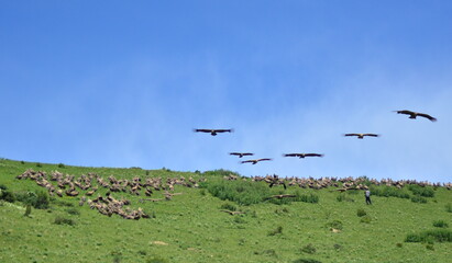 flock of vulture